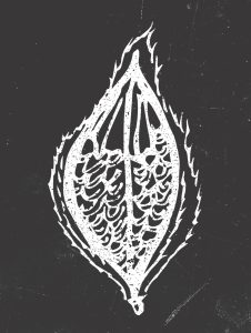 Botanical Seed Illustration